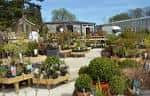 Vista general del vivero al aire libre en Woodthorpe Grange Park con plantas en macetas y invernaderos