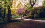 Sendero arbolado en Endcliffe Park con flores rosas al atardecer