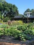 Jardín productivo con cultivos en crecimiento y edificio con paneles solares al fondo