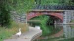 Puente de ladrillo sobre un estanque con cisne en primer plano