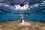 Boda en el túnel acuático del Indianapolis Zoo