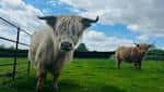 Vacas Highland pastando en los prados de Graves Park