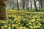 Campo de narcisos amarillos en primer plano dentro de Green Park