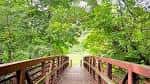Puente de madera cubierto por vegetación verde en el interior del parque
