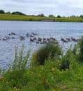 Vista del lago en la reserva natural de St Aidan's con aves acuáticas