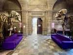 Hall de entrada con esqueletos de animales y sofás morados