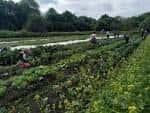 Jardines comunitarios en cultivo dentro de Kirkstall Valley Farm con personas trabajando