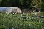 Invernadero y huertos en Kirkstall Valley Farm rodeados de vegetación