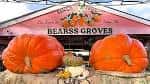Entrada de Bearss Groves con grandes calabazas naranjas en primer plano