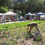 Vista general del mercado dominical en Sweetwater Organic Farm con puestos y personas