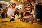 Interior acogedor de The Cat House con personas y gatos interactuando