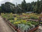 Vista general de los invernaderos y estanterías con plantas en Birley Moor Garden Centre