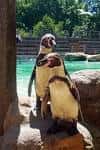 Pingüinos en su hábitat dentro del zoológico