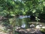 Vista del arroyo Pennypack rodeado de vegetación densa
