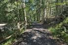 Sendero forestal en Pennypack Park con árboles y luz natural