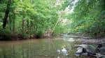 Arroyo tranquilo en medio del bosque de Pennypack Park
