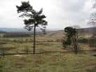 Vista panorámica del campo y árboles de Longshaw Estate