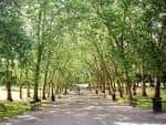 Sendero arbolado en Crystal Palace Park con árboles altos y sombra