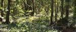 Bosque denso con luz solar filtrándose entre los árboles y suelo cubierto de vegetación