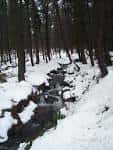 Arroyo nevado en el bosque de Limb Brook