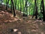 Sendero forestal con árboles y suelo cubierto de hojas