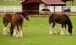Caballos Clydesdale pastando en un campo verde con una cabaña al fondo