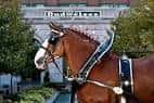 Primer plano de un caballo Clydesdale con arnés frente a un edificio