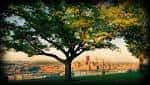 Vista panorámica del skyline de Pittsburgh desde un árbol en Tree Pittsburgh al atardecer