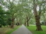 Sendero arbolado en Southwark Park con árboles frondosos