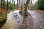 Arroyo fluyendo junto a un camino forestal en el parque