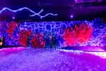 Escenario o zona de baile con luces de neón y decoración coral