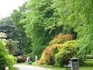 Sendero arbolado dentro de Calderstones Park con vegetación densa