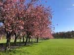 Árboles de cerezo en flor bordeando un prado verde en The Meadows
