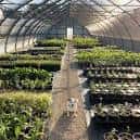 Pasillo entre hileras de plantas en un túnel de cultivo