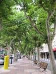 Camino peatonal del paseo con bancos y vegetación frondosa