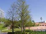 Árbol en primer plano con zona ajardinada y estructura arquitectónica al fondo