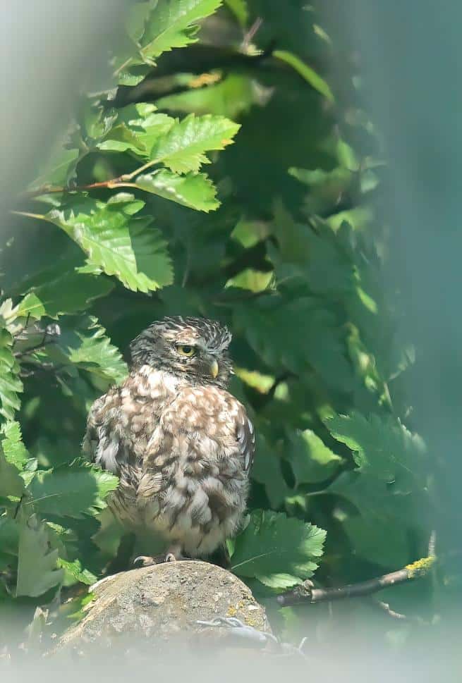 Birding for Beginner's - RSPB St Aidan's