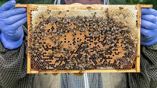 Beekeeping Experience Day