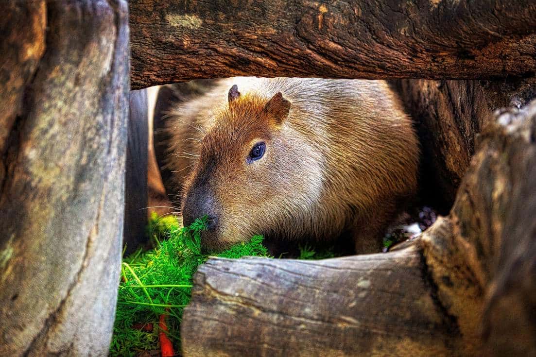 Día Internacional de las Capibaras en el Zoobotánico Jerez