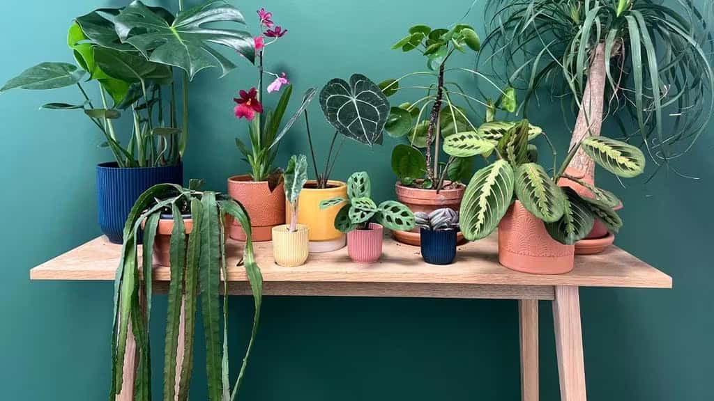 Mercadillo de plantes pour tous