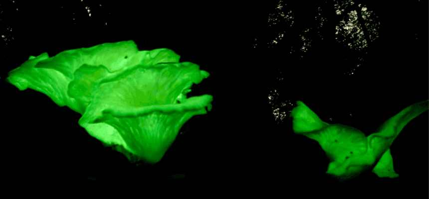 Fabulous Fungi and Hidden Physics