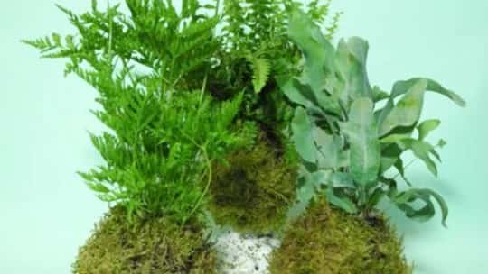 The Art of Kokedama
