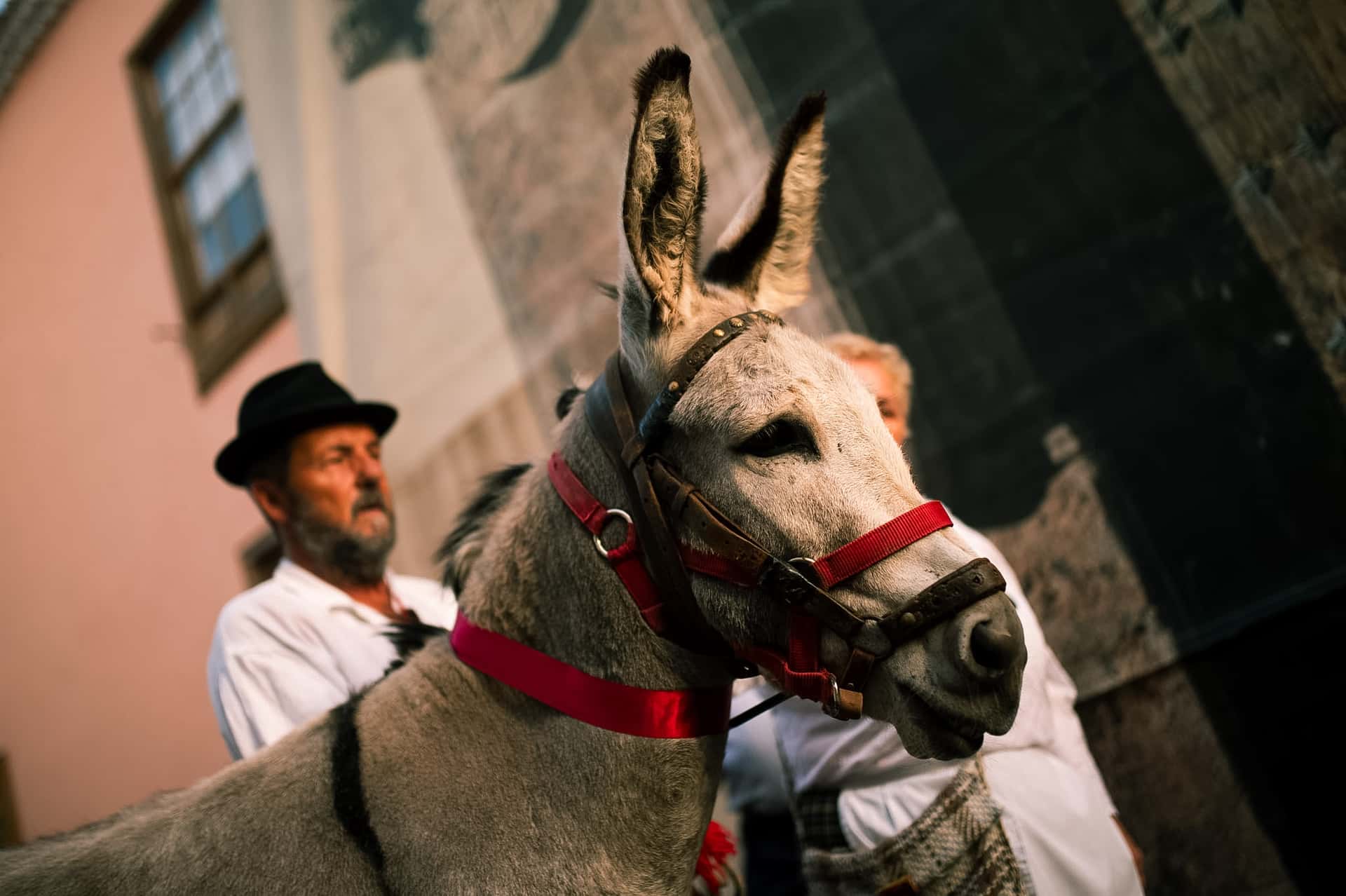 Noche de los Burros 2026