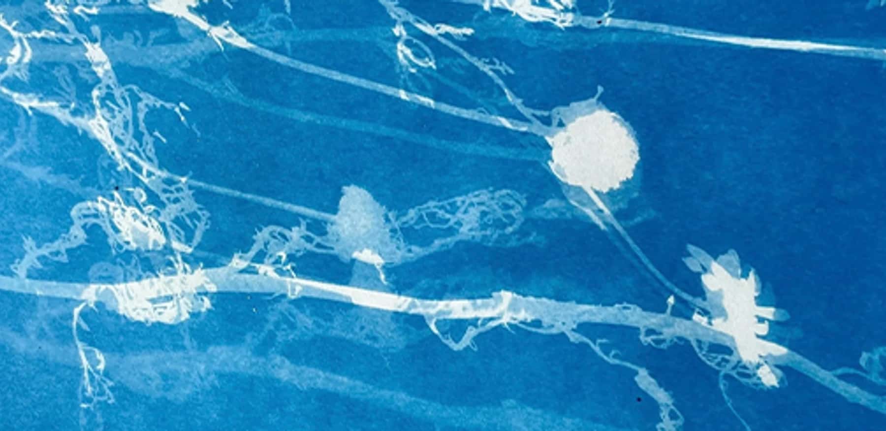 Cyanotype: Printing with Sunshine!