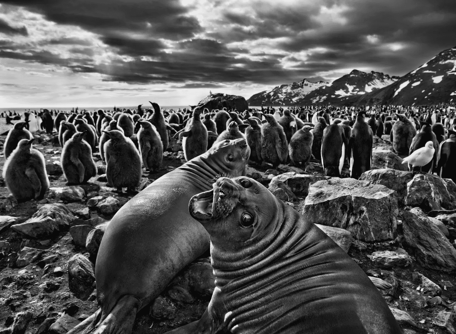 Aqua Mater - Sebastião Salgado