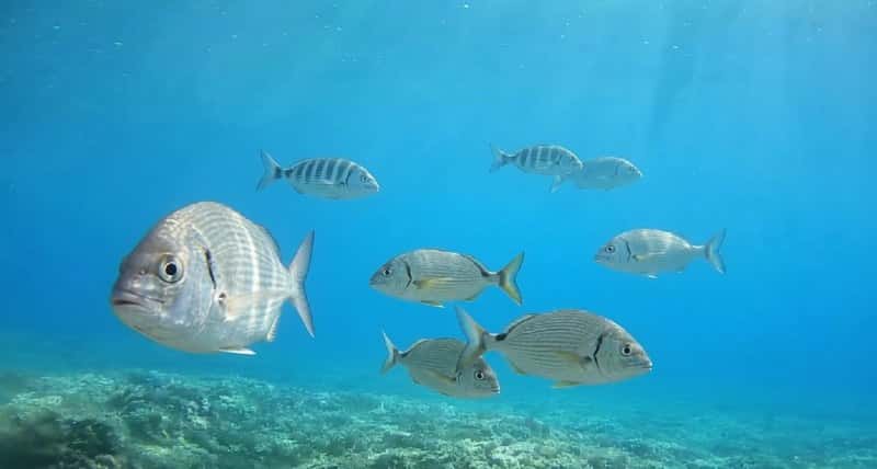 El fondo marino de la Reserva de Ponent, en directo