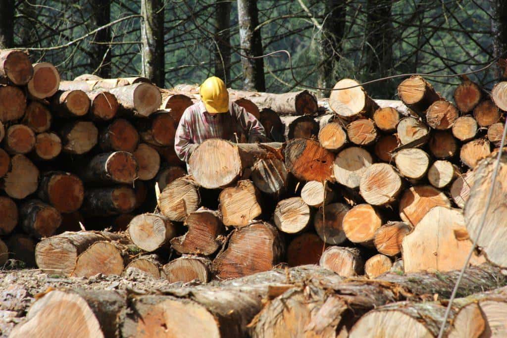 Exposición «ForestED-Do bosque á edificación»