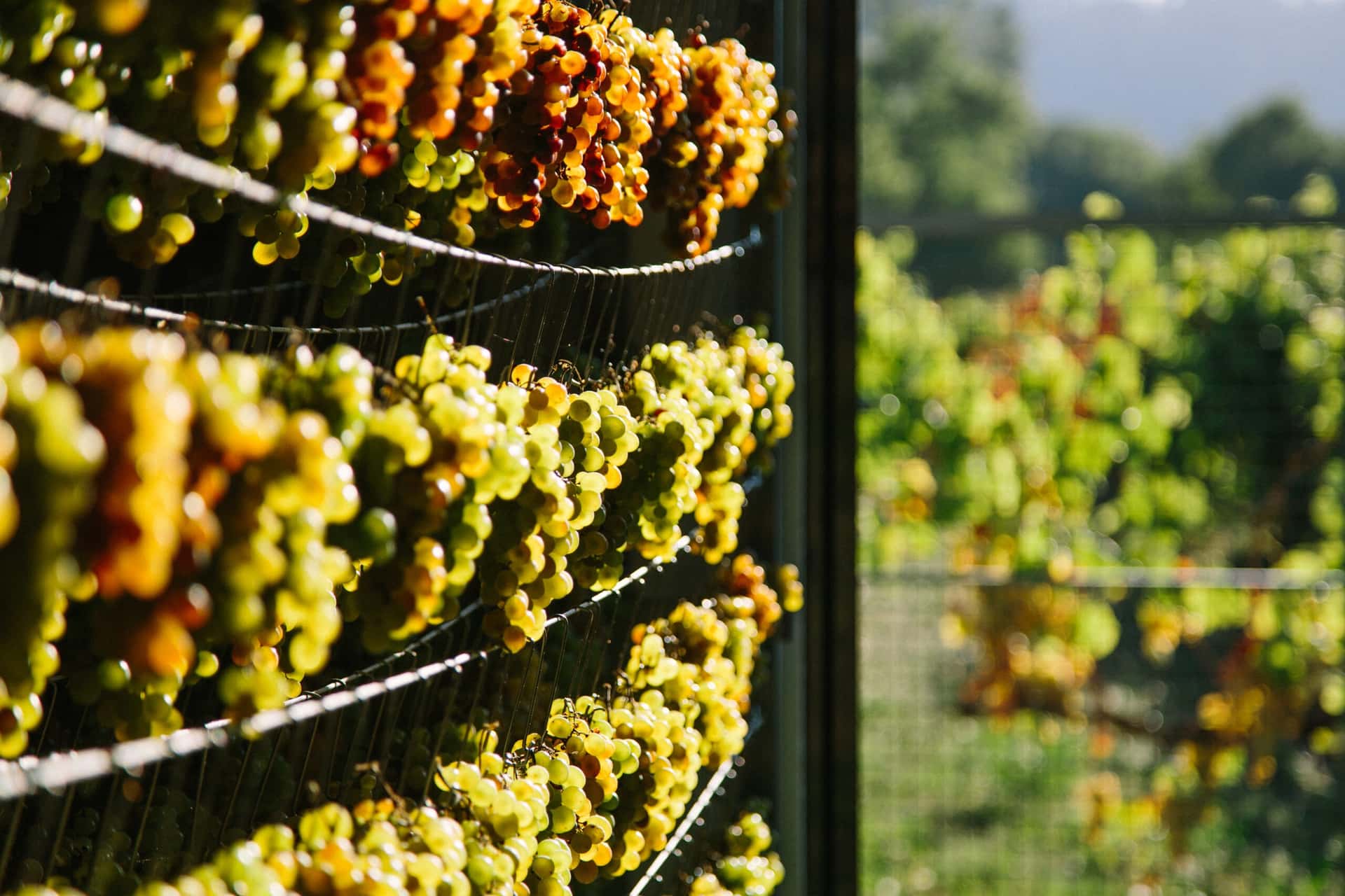 Presentación y cata de Celme Novo, vino blanco ecológico con ADN vigués