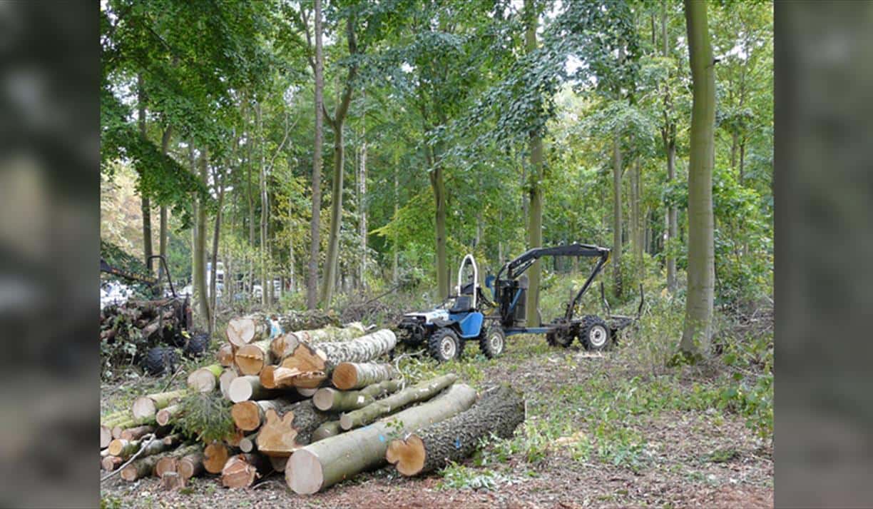 Planting and Managing a Woodland