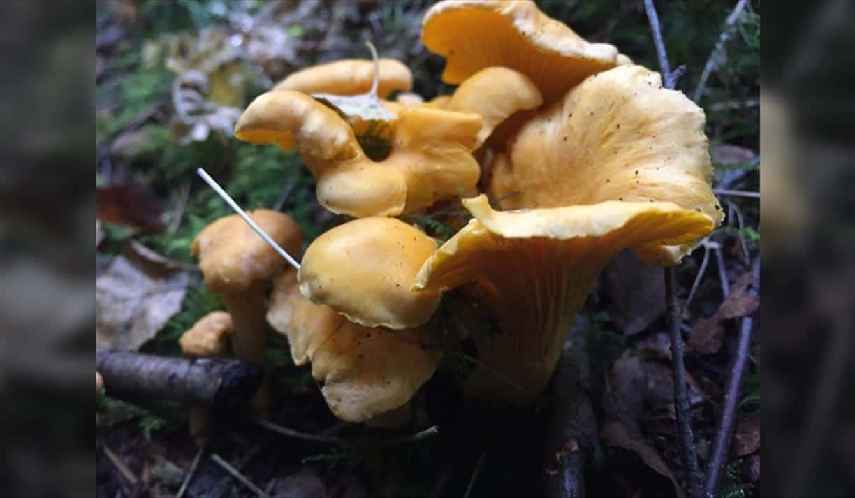 Summer Foraging Course
